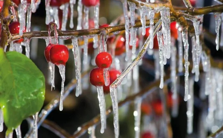 Isparta İl Tarım ve