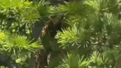 Isparta merkeze bağlı Ali Köyü'nde