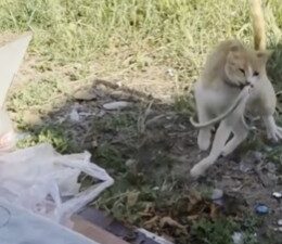 Isparta’nın Deregümü köyünde bahçeye giren