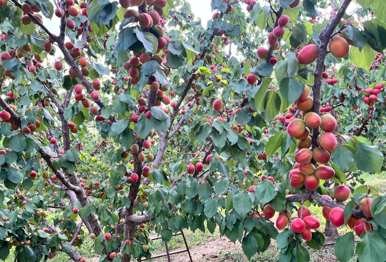 Yalvaç’ta Kayısı Bereketi Bu Yıl 30 Bin Ton Ürün Bekleniyor