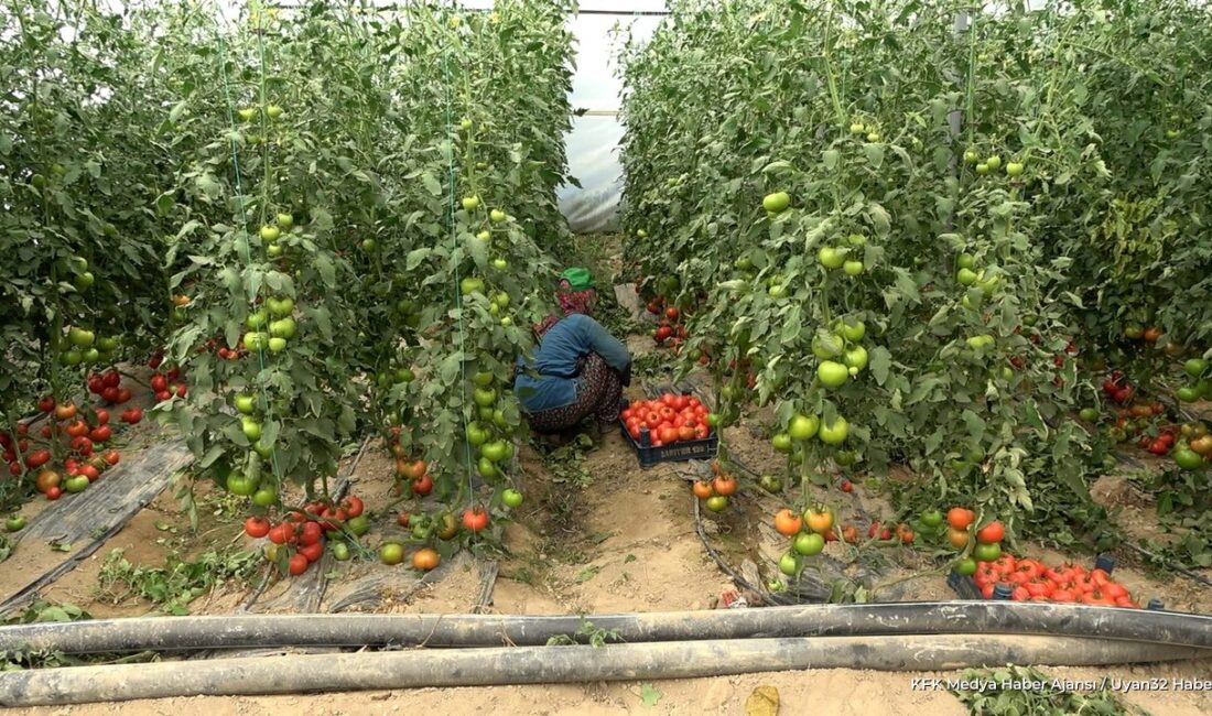 ISPARTA (KFK Ajans) –