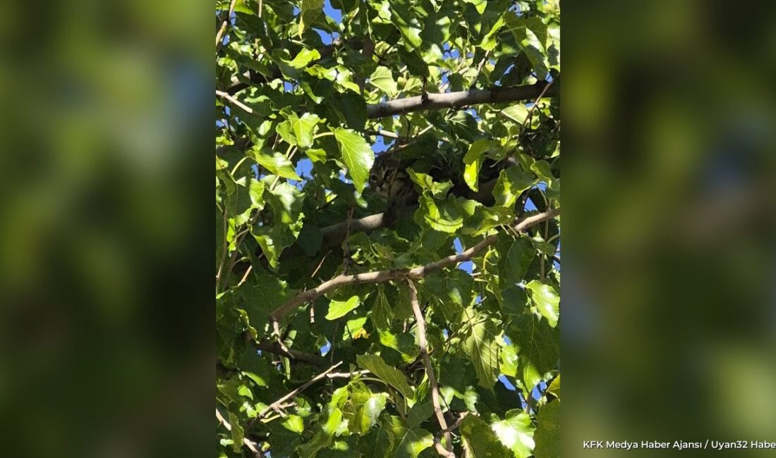 ISPARTA – Isparta’da bir