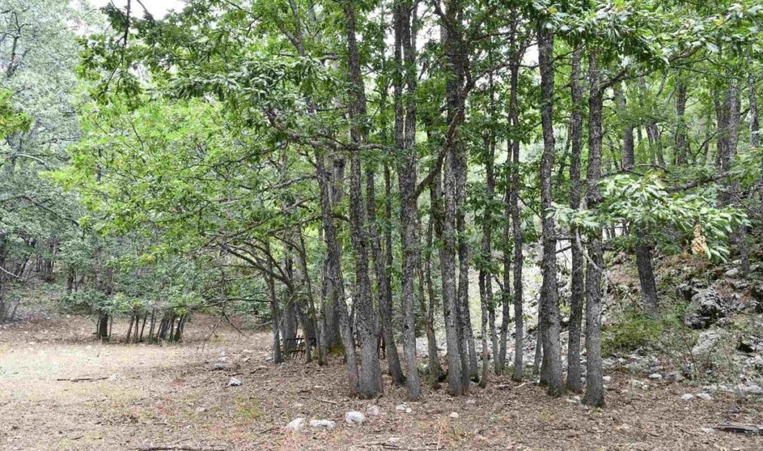 ISPARTA (KFK Ajans) –