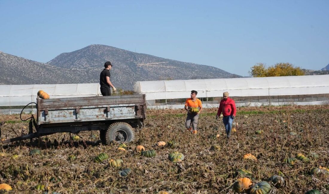 ISPARTA – Türkiye’nin önemli tarım