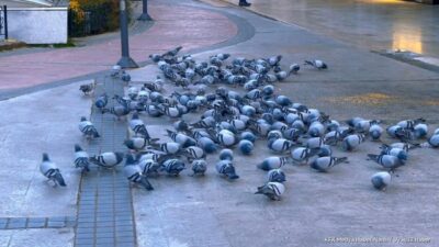 ISPARTA (KFK Ajans) – Isparta’da